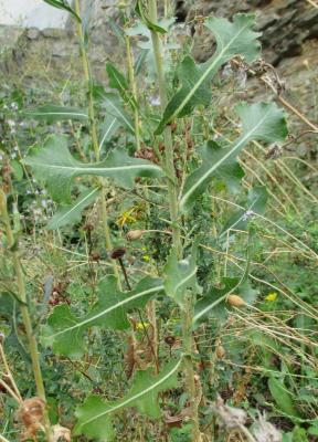 Laitue scariole, Escarole Lactuca serriola L., 1756