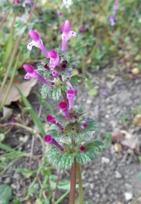 Lamier amplexicaule Lamium amplexicaule L., 1753