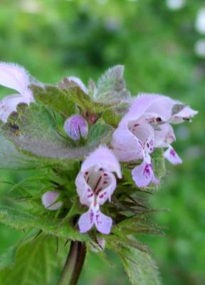 Lamier pourpre, Ortie rouge Lamium purpureum L., 1753