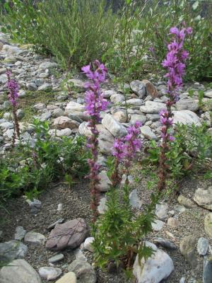 Salicaire commune, Salicaire pourpre Lythrum salicaria L., 1753
