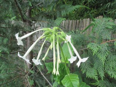 Tabac ailé Nicotiana alata Link & Otto, 1844