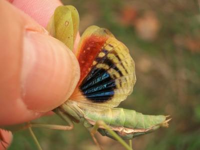 Mante ocelée Iris oratoria (Linnaeus, 1758)