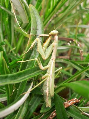 Mante ocelée Iris oratoria (Linnaeus, 1758)