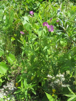Épilobe hérissé, Épilobe hirsute Epilobium hirsutum L., 1753