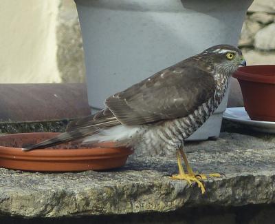 Épervier d'Europe Accipiter nisus (Linnaeus, 1758)