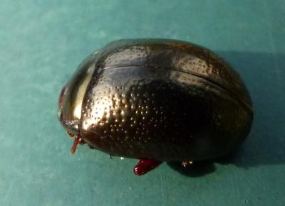  Chrysolina bankii (Fabricius, 1775)