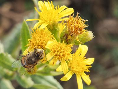  Eristalinus taeniops (Wiedemann, 1818)