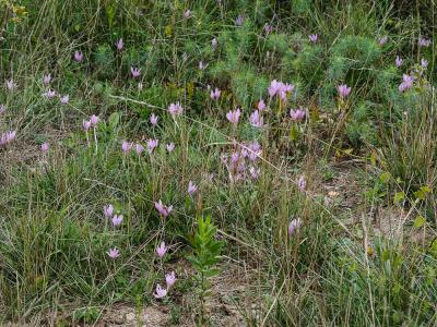 Colchique de Naples Colchicum longifolium Castagne, 1845