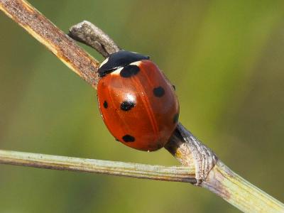 Coccinelle à 7 points, Coccinelle, Bête à bon Dieu Coccinella septempunctata Linnaeus, 1758