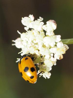 Coccinelle des friches Hippodamia variegata (Goeze, 1777)