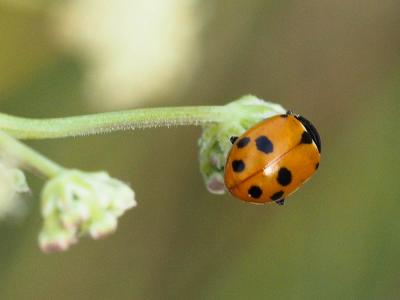 Coccinelle des friches Hippodamia variegata (Goeze, 1777)