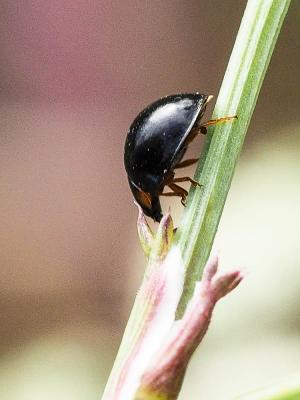  Parexochomus nigromaculatus (Goeze, 1777)