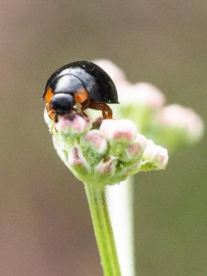  Parexochomus nigromaculatus (Goeze, 1777)