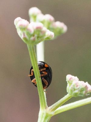  Parexochomus nigromaculatus (Goeze, 1777)