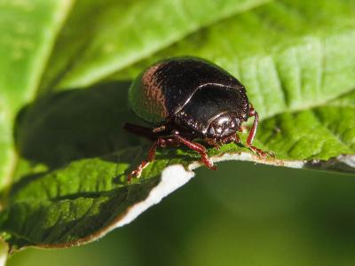  Chrysolina bankii (Fabricius, 1775)