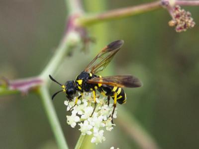  Tenthredo marginella Fabricius, 1793