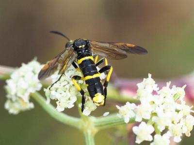  Tenthredo marginella Fabricius, 1793