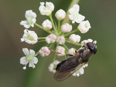  Cheilosia scutellata (Fallén, 1817)