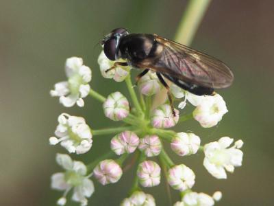  Cheilosia scutellata (Fallén, 1817)