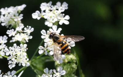  Epistrophe nitidicollis (Meigen, 1822)
