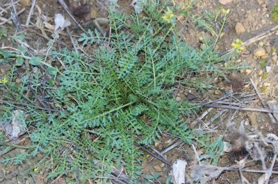 Cresson rude Sisymbrella aspera (L.) Spach, 1838