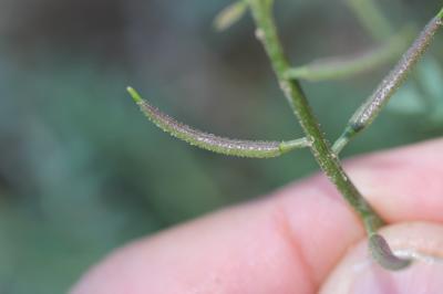 Cresson rude Sisymbrella aspera (L.) Spach, 1838