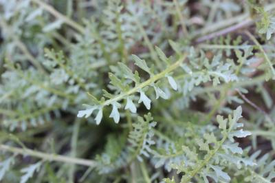 Cresson rude Sisymbrella aspera (L.) Spach, 1838