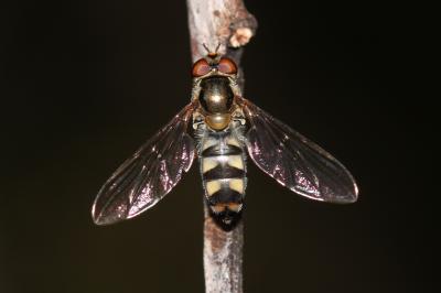  Meliscaeva auricollis (Meigen, 1822)