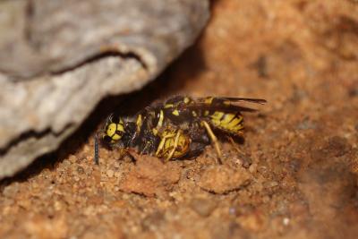 Guêpe germanique Vespula germanica (Fabricius, 1793)