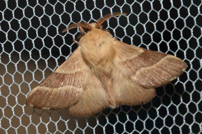 Livrée des arbres (La), Bombyx à livrée (Le) Malacosoma neustria (Linnaeus, 1758)