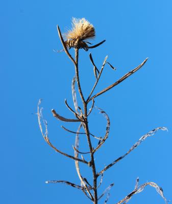 Jasonie Jasonia tuberosa (L.) DC., 1836