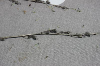 Campanule raiponce Campanula rapunculus L., 1753