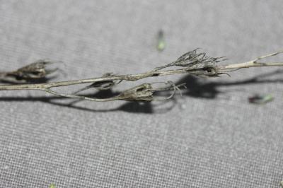 Campanule raiponce Campanula rapunculus L., 1753
