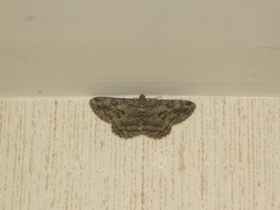 Boarmie rhomboïdale (La), Boarmie commune (La) Peribatodes rhomboidaria (Denis & Schiffermüller, 1775)