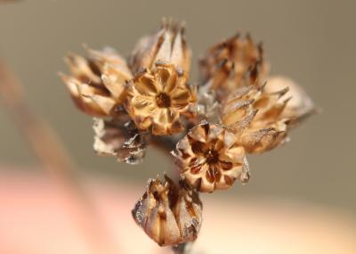 Lin raide, Lin droit Linum strictum L., 1753