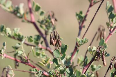 Coronille glauque Coronilla glauca L., 1755
