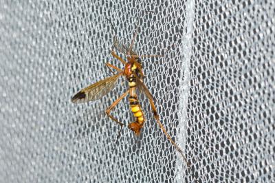  Ctenophora ornata Meigen, 1818