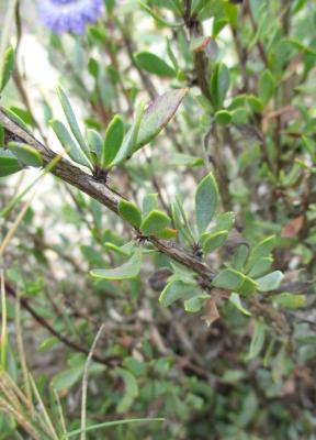 Turbith Globularia alypum L., 1753