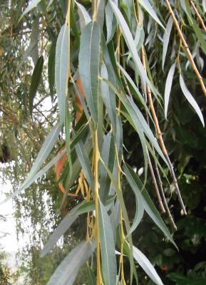 Saule de Babylone, Paradis des jardiniers Salix babylonica L., 1753