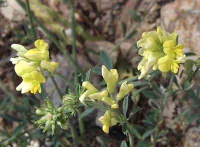 Luzerne sauvage Medicago sativa subsp. falcata (L.) Arcang., 1882