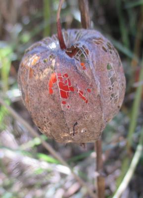 Coqueret, Cerise d'hiver Physalis alkekengi L., 1753