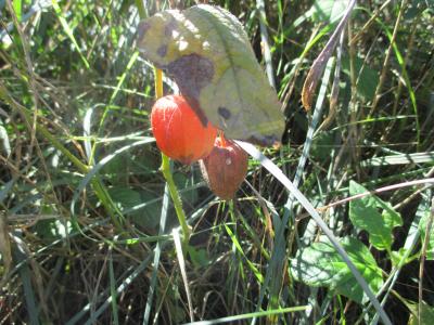 Coqueret, Cerise d'hiver Physalis alkekengi L., 1753