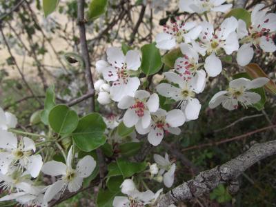 Poirier cultivé, Poirier commun Pyrus communis L., 1753