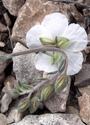 Hélianthème des Apennins, Hélianthème blanc, Herbe Helianthemum apenninum (L.) Mill., 1768