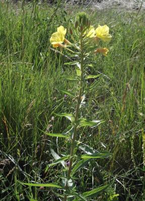 Onagre bisannuelle Oenothera biennis L., 1753