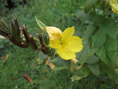 Onagre bisannuelle Oenothera biennis L., 1753