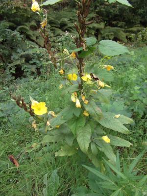 Onagre bisannuelle Oenothera biennis L., 1753
