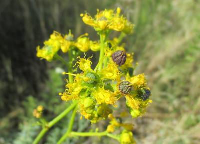 Rue à feuilles étroites Ruta angustifolia Pers., 1805