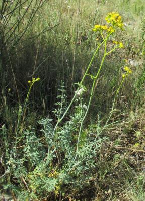 Rue à feuilles étroites Ruta angustifolia Pers., 1805