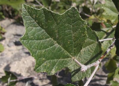 Peuplier blanc Populus alba L., 1753